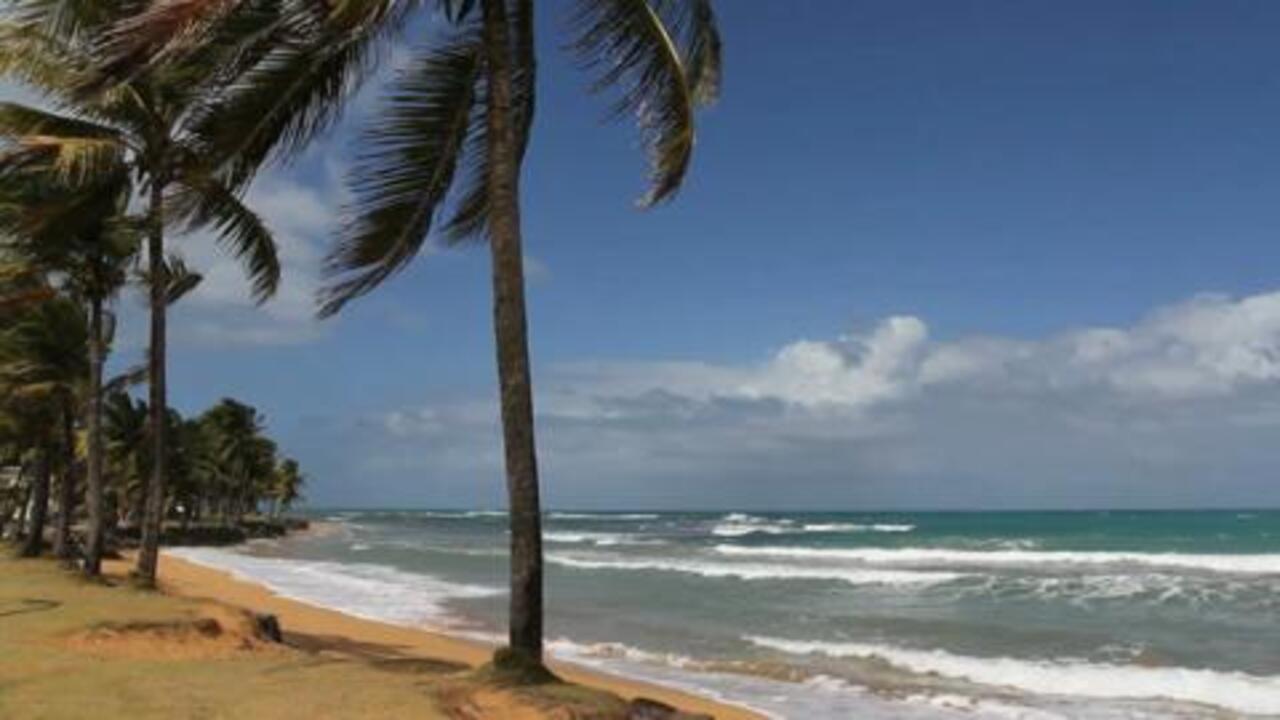 Palm Trees Ocean Beach