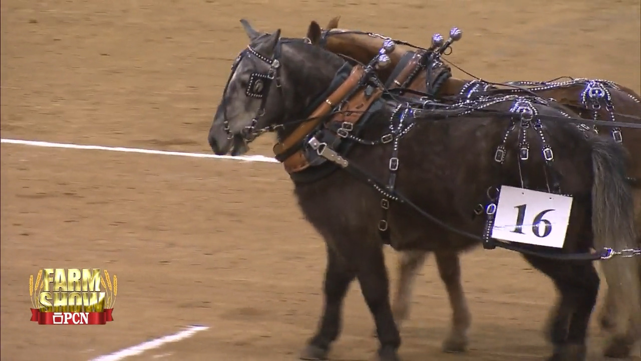 Mini Horse Pull Farm Show 2018