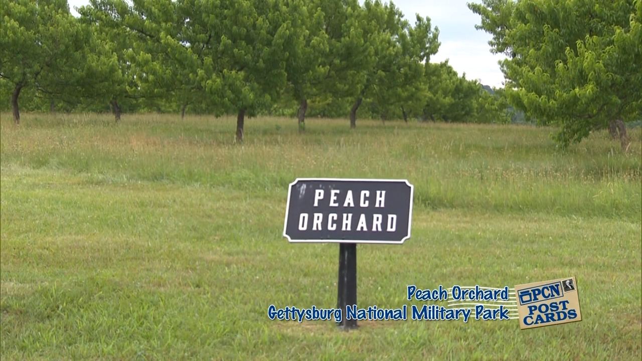 Peach Orchard 1 PCN Postcards