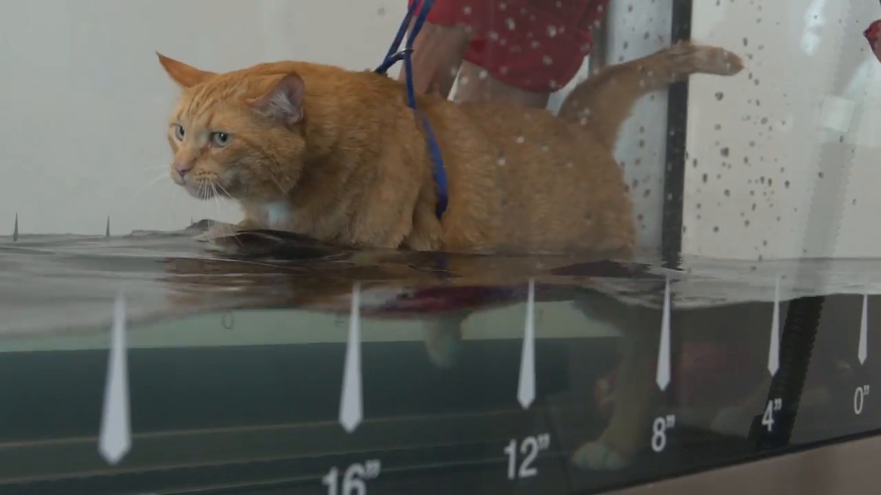 Underwater treadmill for online dogs