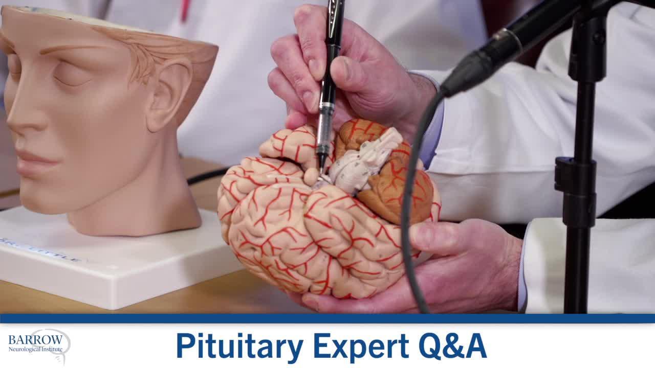 Where is the pituitary gland located? What does it do?