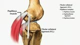 Lateral and Posterior Knee Anatomy