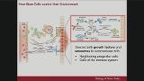 Use and Misuse of Biologics in Orthopaedic Surgery: Platelet-Rich Plasma and Stem Cells