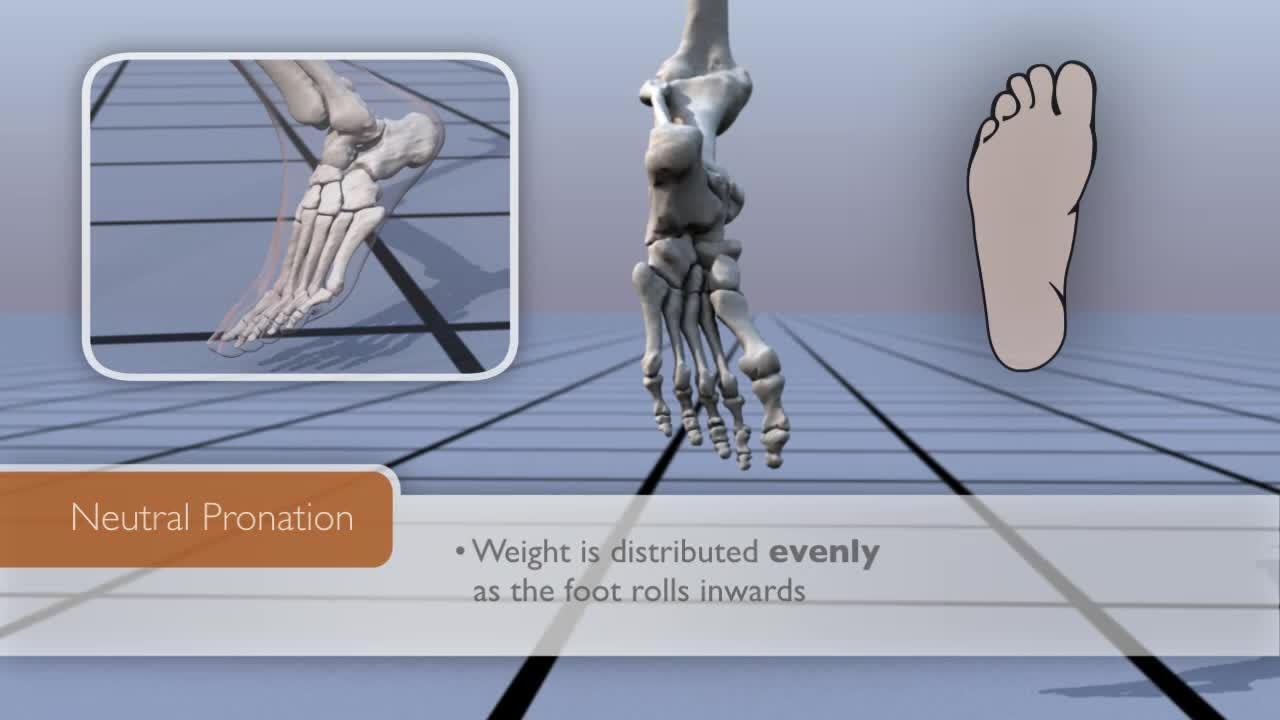 Walking and Pronation Animation OrthoInfo AAOS