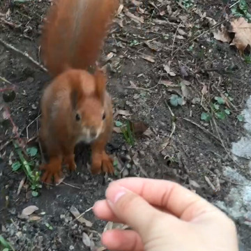 Friendly squirrel