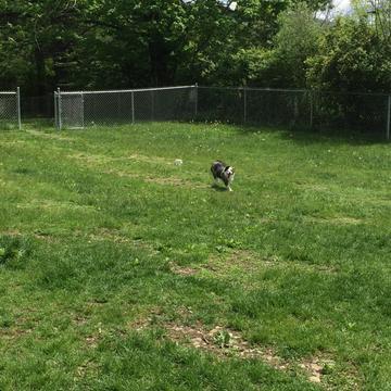 MANCHESTER DOG PARK - 340 Recreation Park Rd, Manchester Center ...