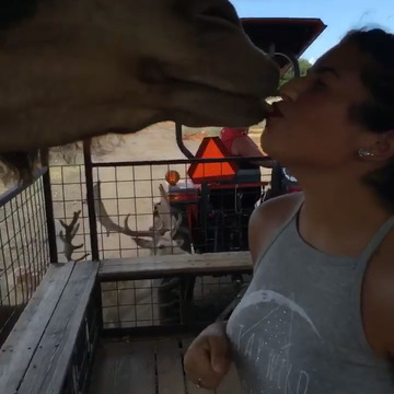 Photo of The Exotic Resort Zoo - Johnson City, TX, US. FIRST VISIT! Super awesome & unique! Its not everyday you get to kiss a camel!! & it was all cheaper than I thought!!