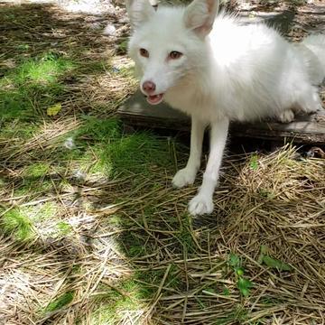 INDIANA COYOTE RESCUE CENTER - 11 Photos - Burlington, Indiana ...