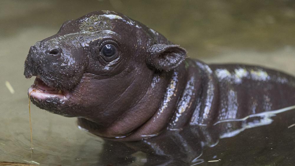 San Diego Zoo Welcomes Endangered Baby Pygmy Hippo for the First Time in 30  Years
