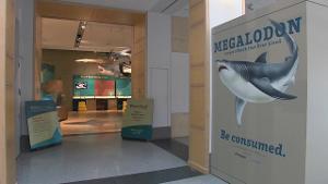 Sam Noble Oklahoma Museum of Natural History's: Megalodon Exhibit