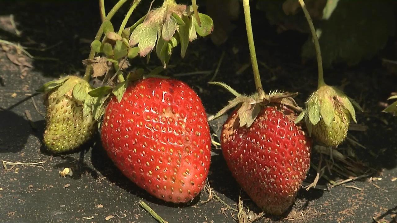 Buffalo Creek Berry Farm TravelOK Com Oklahoma S Official Travel   Image 