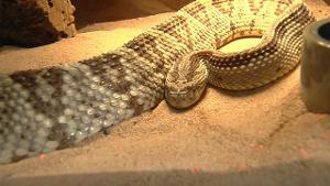 OKC Rattlesnake Museum