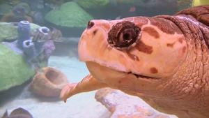 Oklahoma Aquarium's Sea Turtle Island