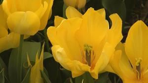 Tulsa Botanic Garden Tulips blooming