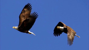 Lake Thunderbird State Park Eagle Watch 2021