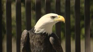 Citizen Potawatomi Nation Eagle Aviary