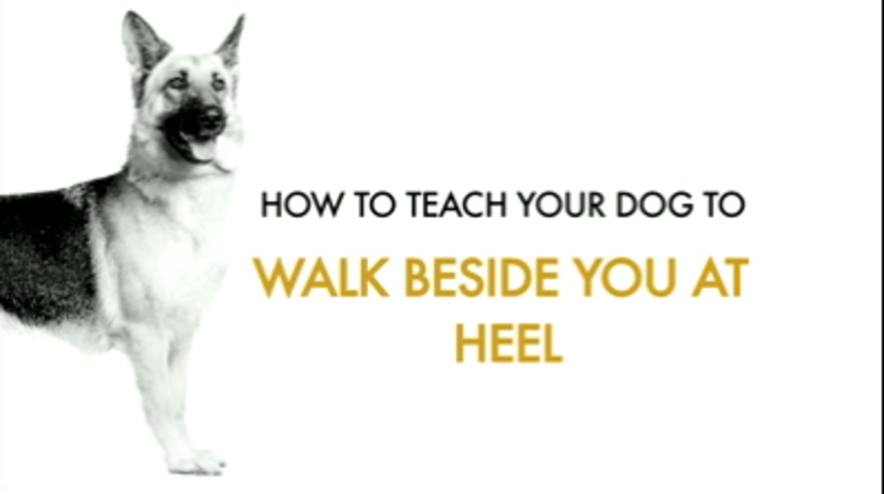 How to teach your dog walk beside you at heel