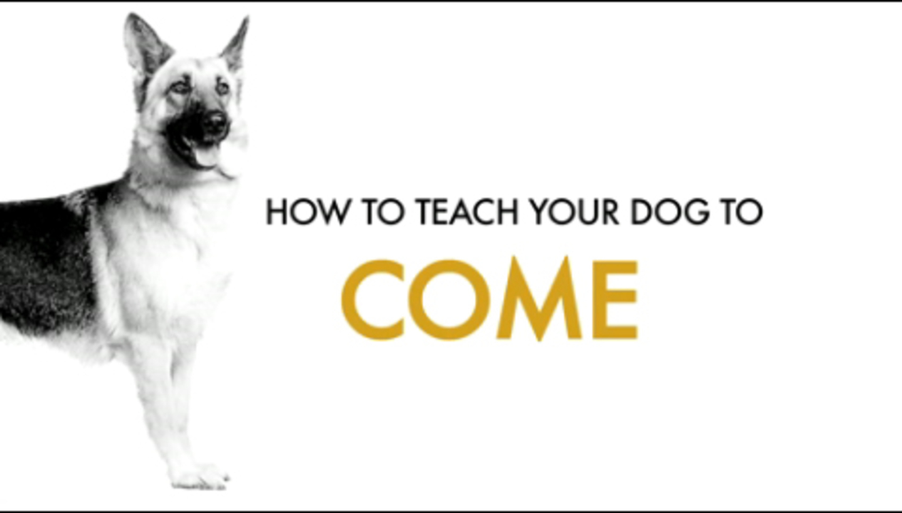 How to teach your dog to come