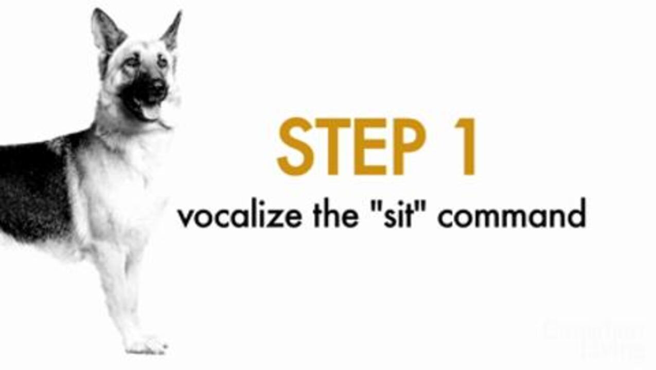 How to teach your dog to sit