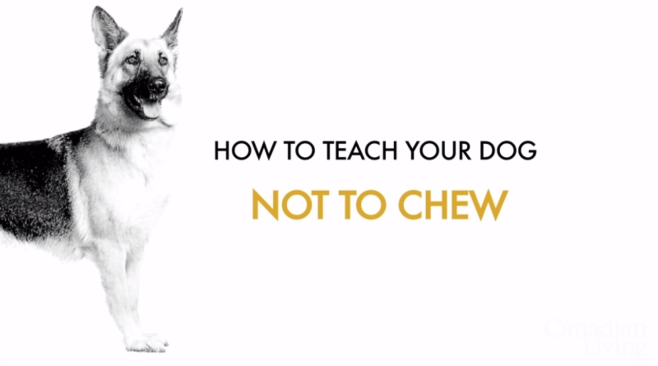 How to teach your dogs not to chew