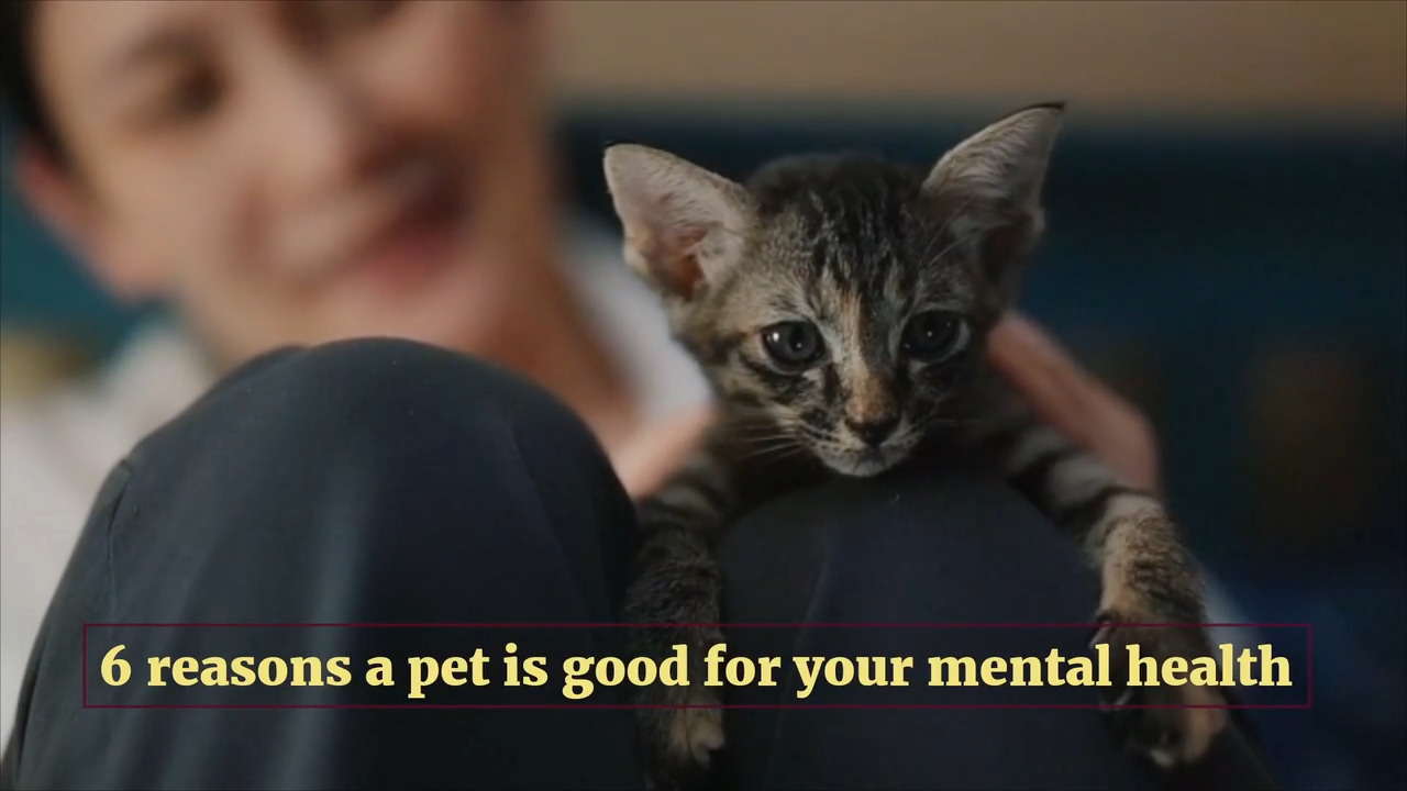6 reasons a pet is good for your mental health