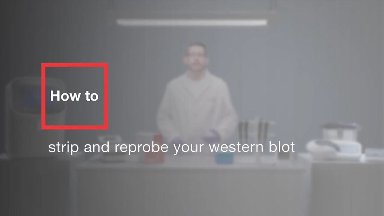 How to strip and reprobe your western blot