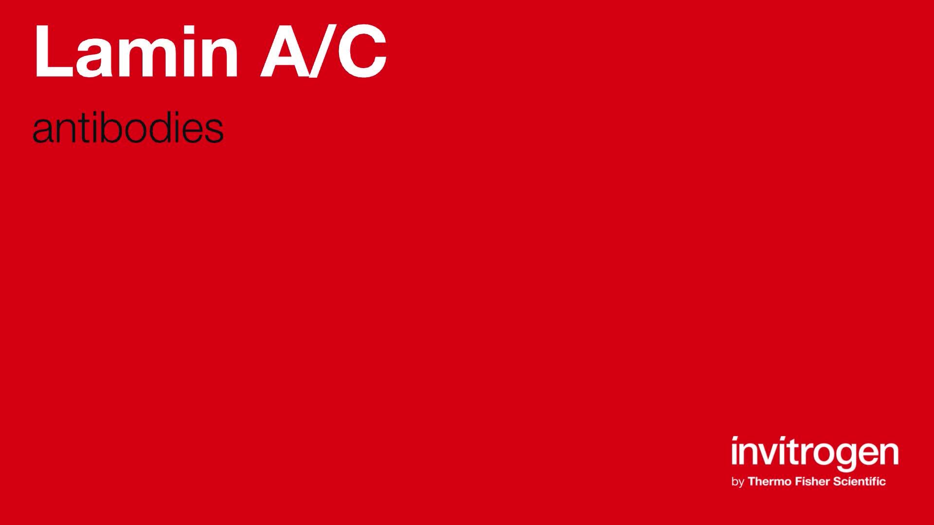 Anti-Lamin A/C Antibodies