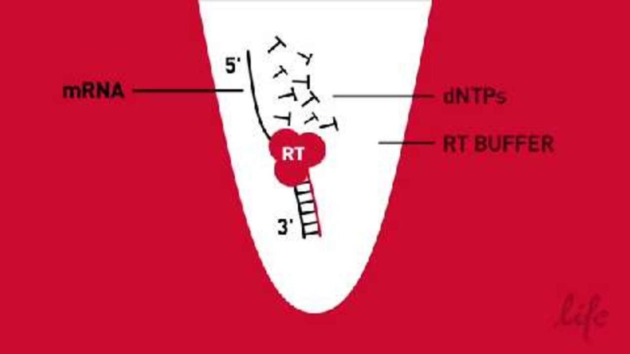 Simplified RT Reverse Transcription Animation Scientific Videos 