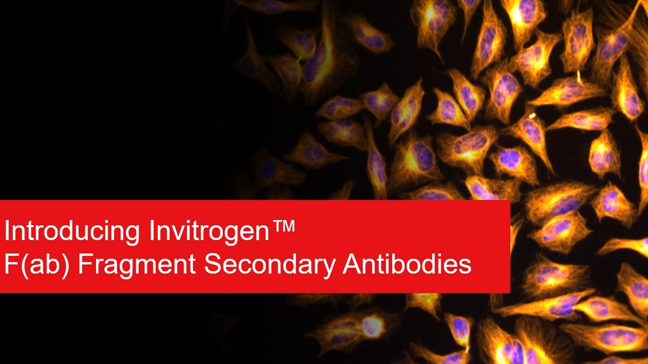 FaB MARKED プロモCF F(ab) and F(ab')2 Fragment Secondary Antibodies | Thermo Fisher