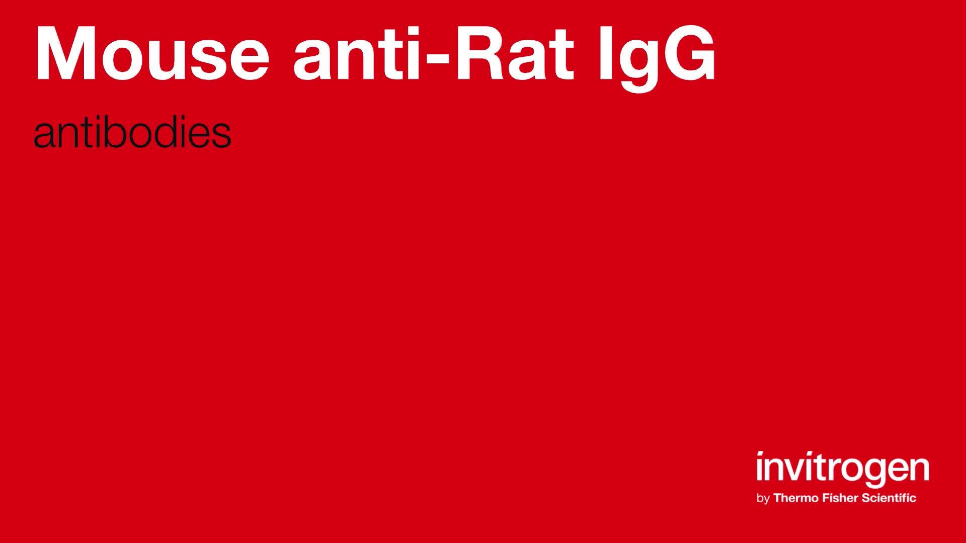 Mouse anti-Rat IgG Antibodies, Invitrogen Anti-Mouse anti-Rat IgG  Antibodies