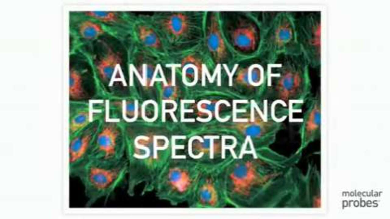 Fluorescéine : définition et explications