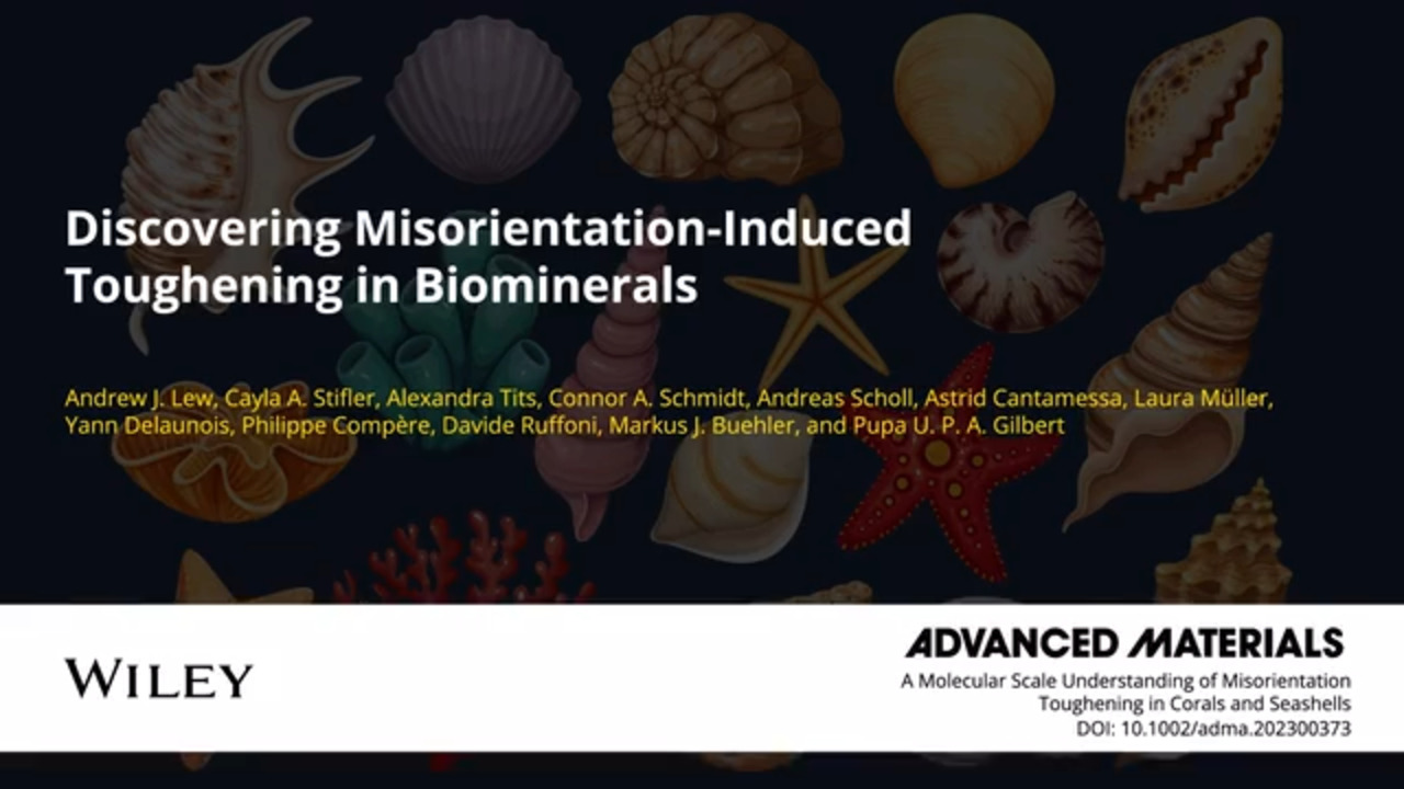 A Molecular‐Scale Understanding of Misorientation Toughening in Corals and  Seashells - Lew - 2023 - Advanced Materials - Wiley Online Library