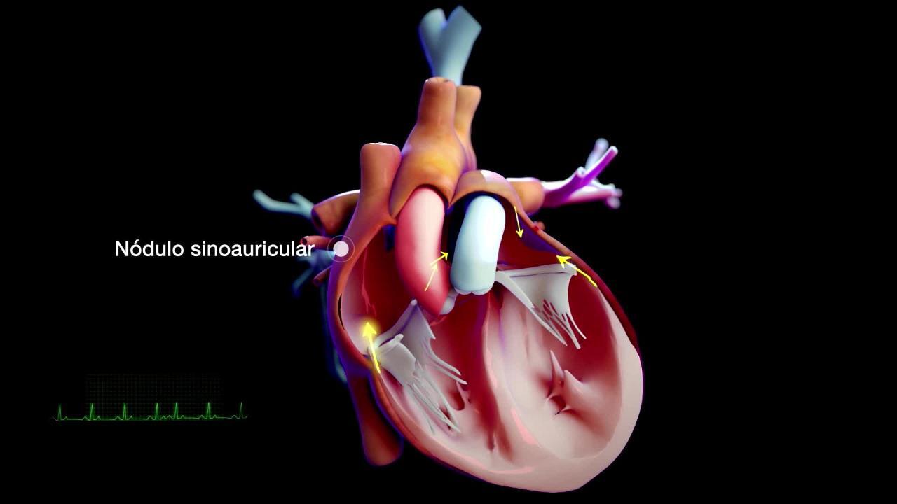 Introducción al corazón y a los vasos sanguíneos