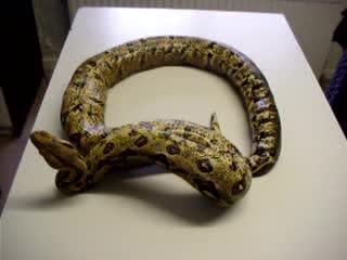 Nidovirus Snake Testing on Pythons 