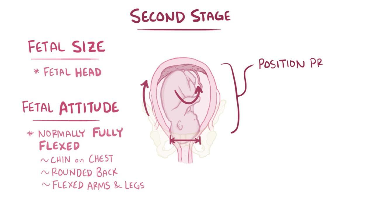 Stages Childbirth and Phases of Labor