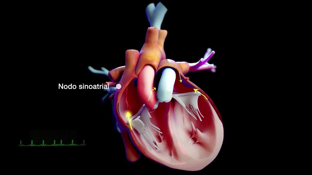 Fatos rápidos: Biologia do coração - Manual MSD Versão Saúde para