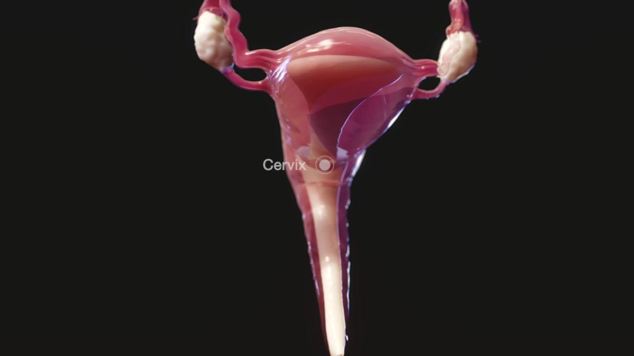 1280px x 720px - Female Internal Genital Organs - Women's Health Issues - MSD Manual  Consumer Version