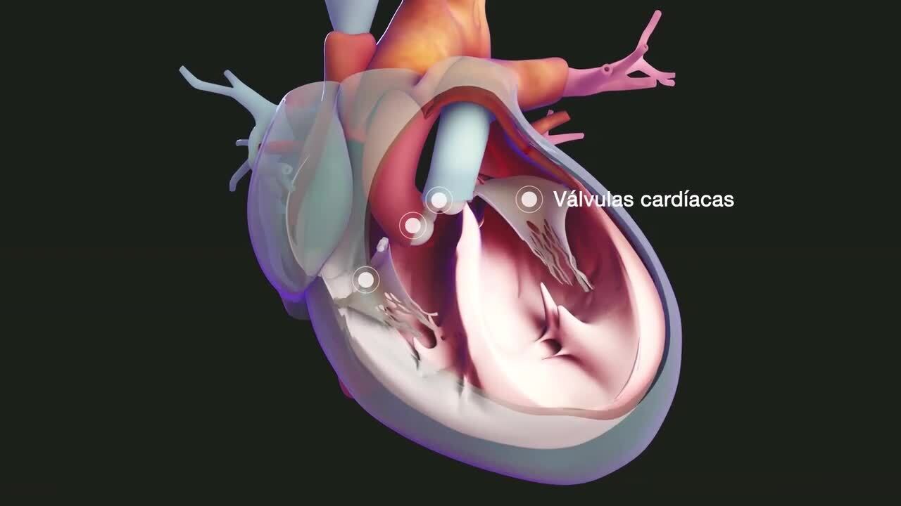 Insuficiencia cardíaca - Trastornos y los vasos sanguíneos - Manual versión para público general