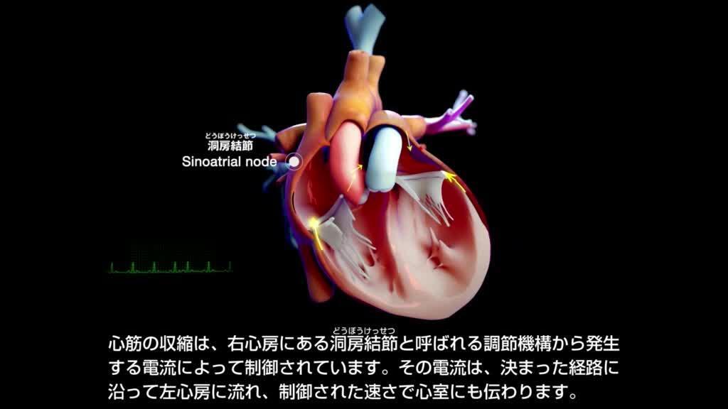 <ruby >心臓<rt >しんぞう</rt></ruby>と<ruby >血管<rt >けっかん</rt></ruby>の<ruby >概要<rt >がいよう</rt></ruby>