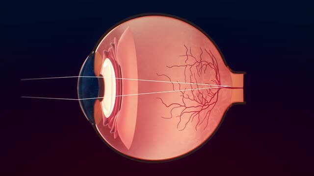 Human eye  Definition, Anatomy, Diagram, Function, & Facts