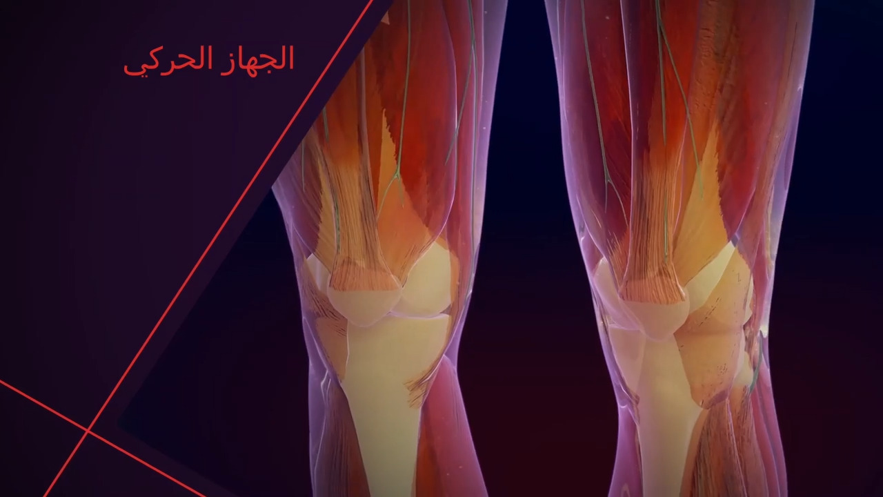 لمحة عامة عن الجهاز العضلي الهيكلي