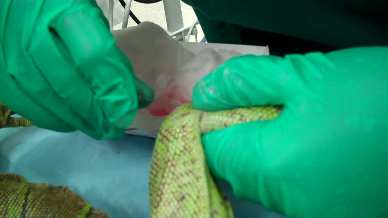 Intraosseous catheter placement, iguana