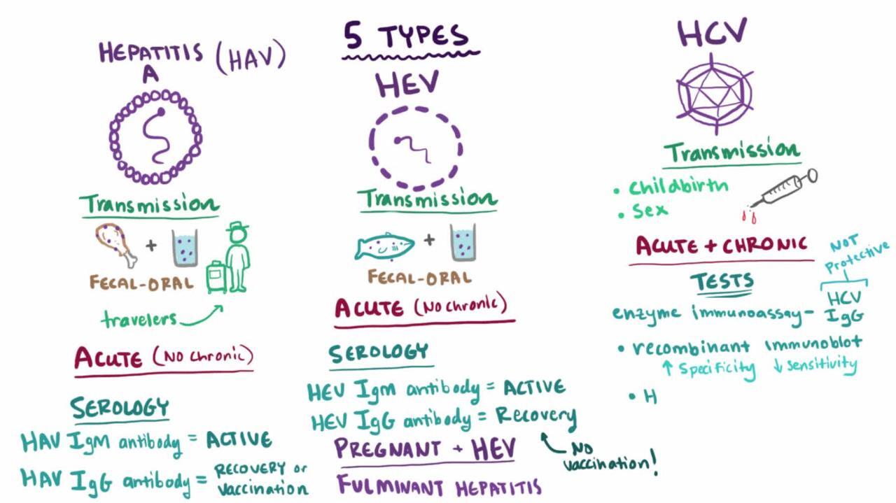 hepatitis virus table
