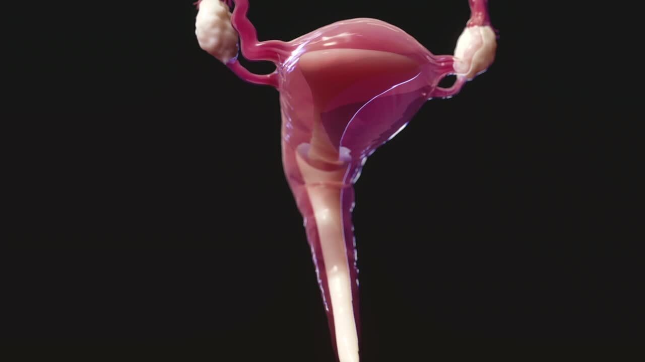 L’utérus, le col de l’utérus et le canal cervical