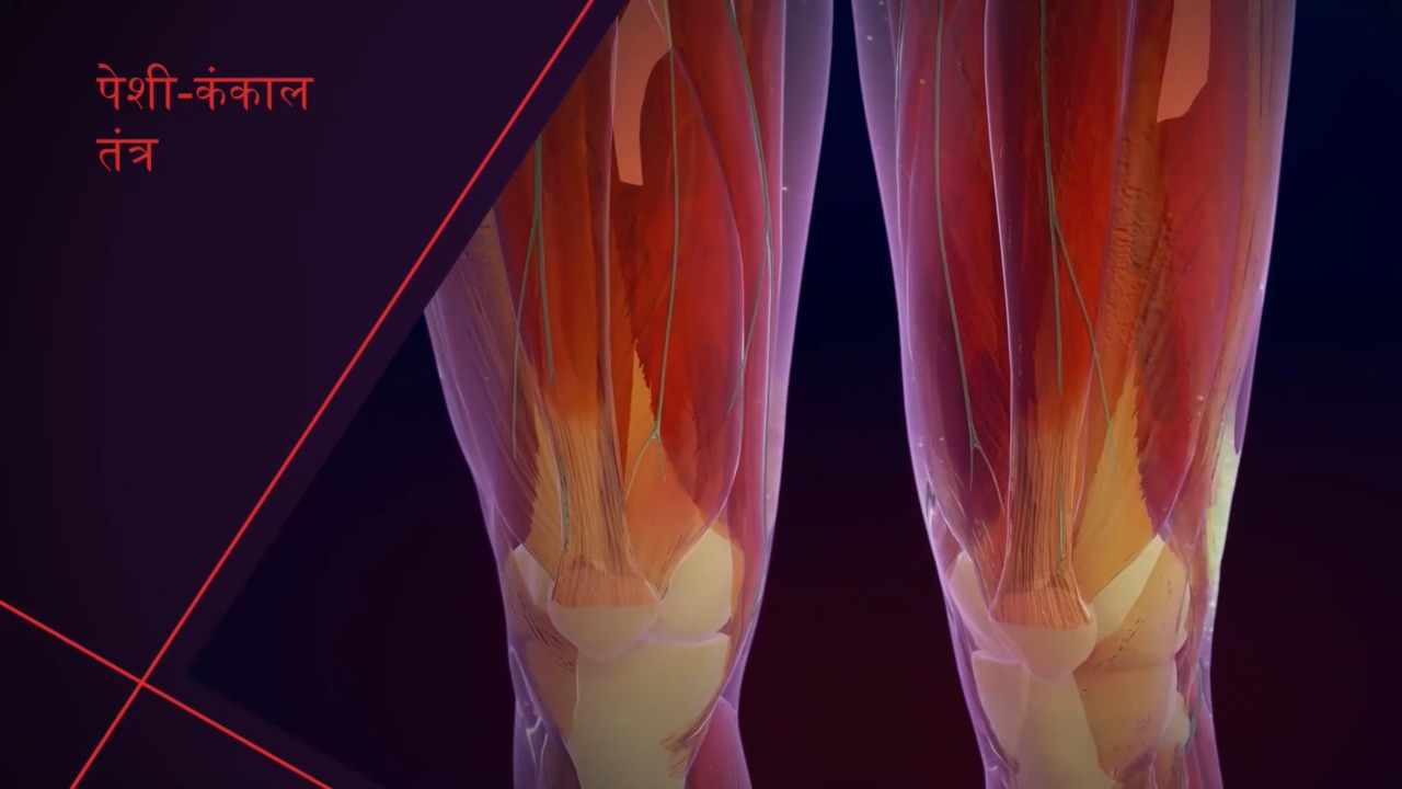 मस्कुलोस्केलेटल सिस्टम का विवरण