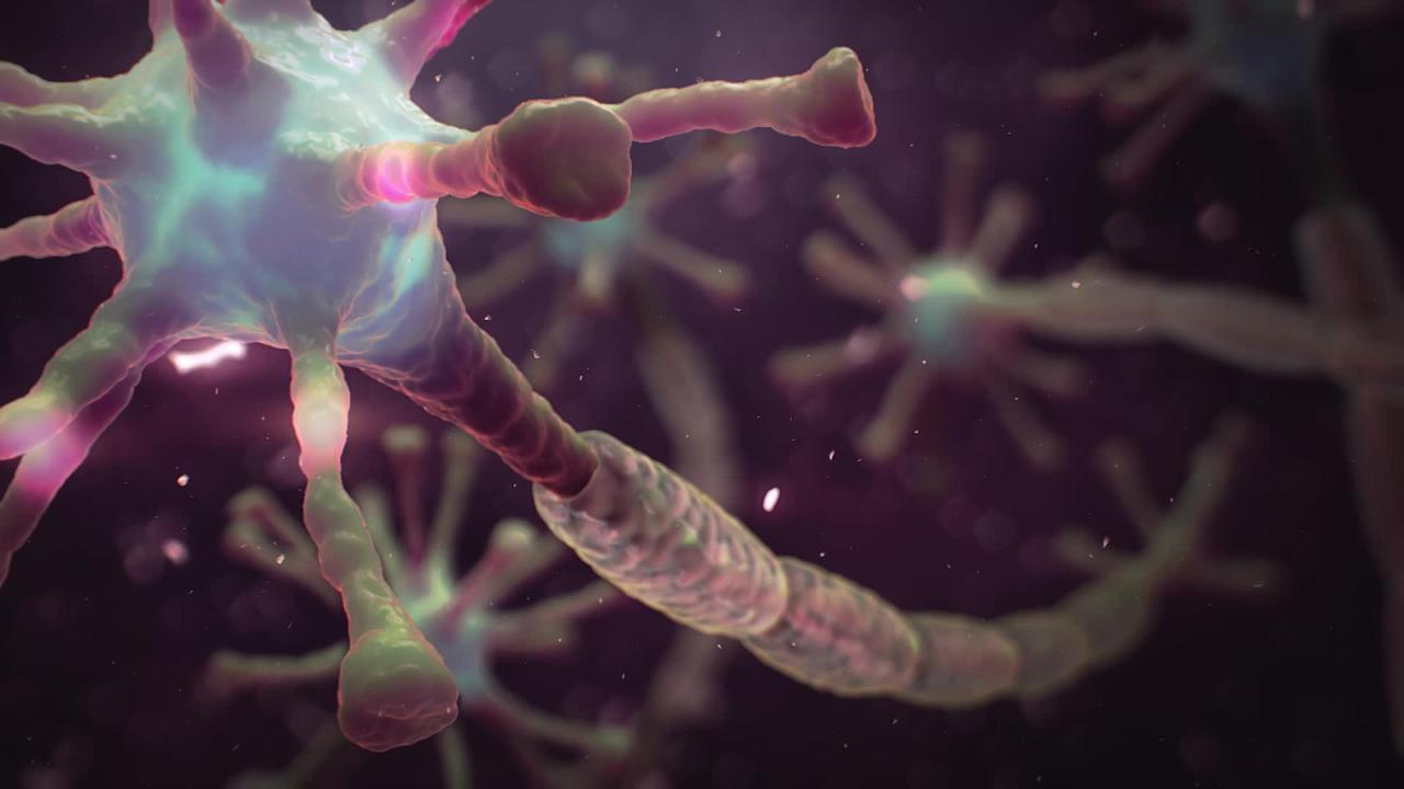 Nerve Cells and Fibers