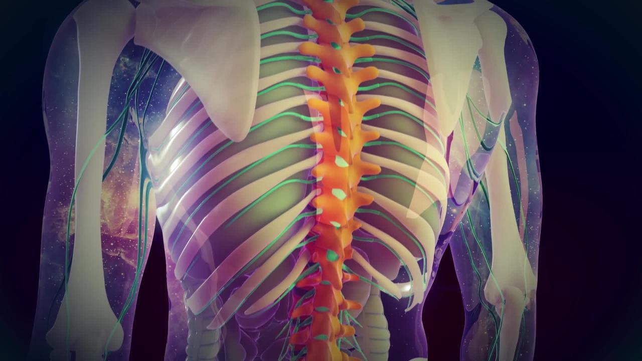 spinal cord nerves model