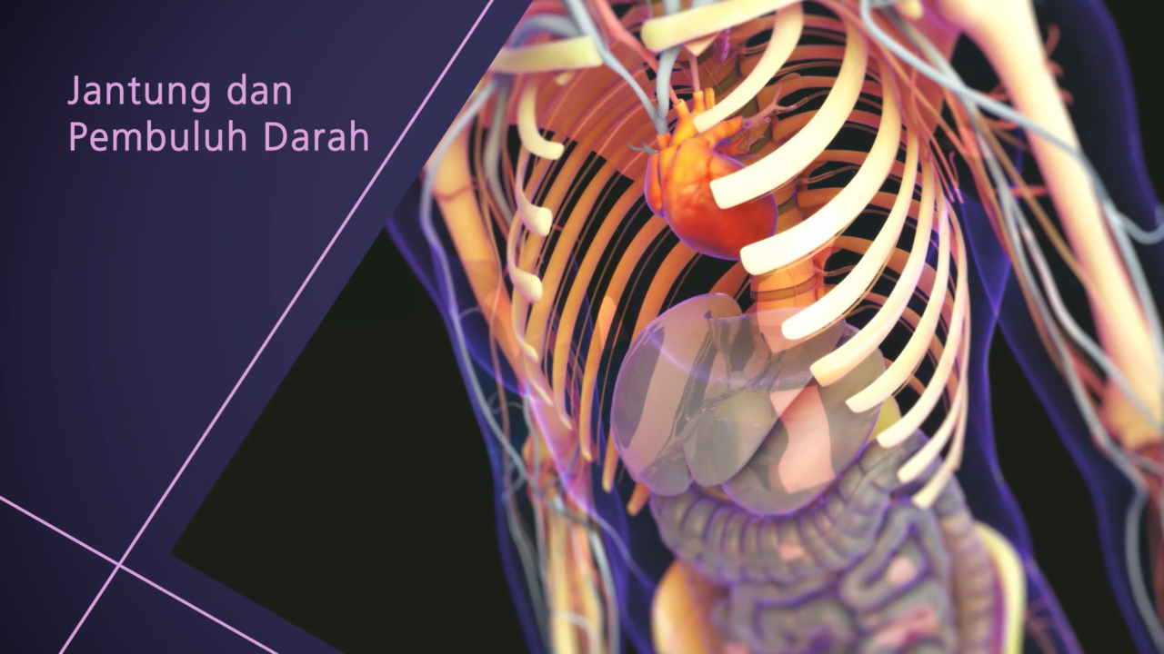 Gambaran Umum tentang Pembuluh Jantung dan Darah
