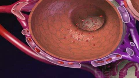 Overview of the Respiratory System - Lung and Airway Disorders - Merck ...