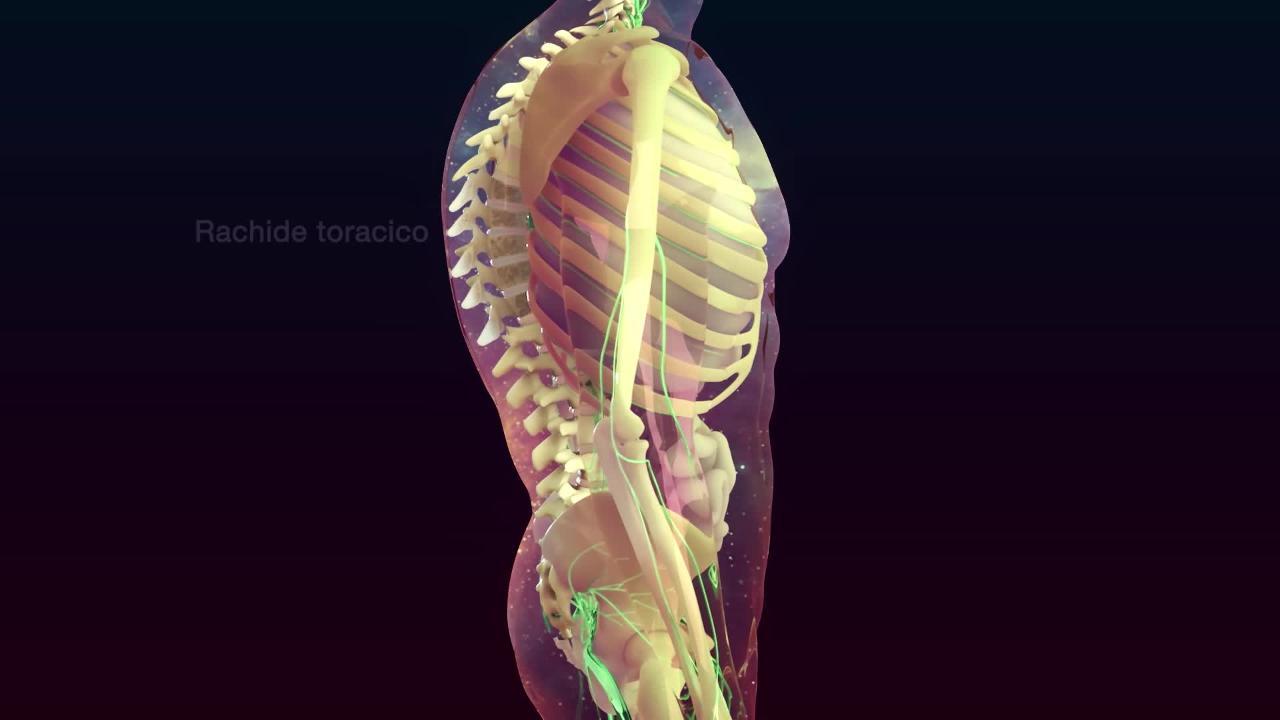 Panoramica sul sistema muscoloscheletrico